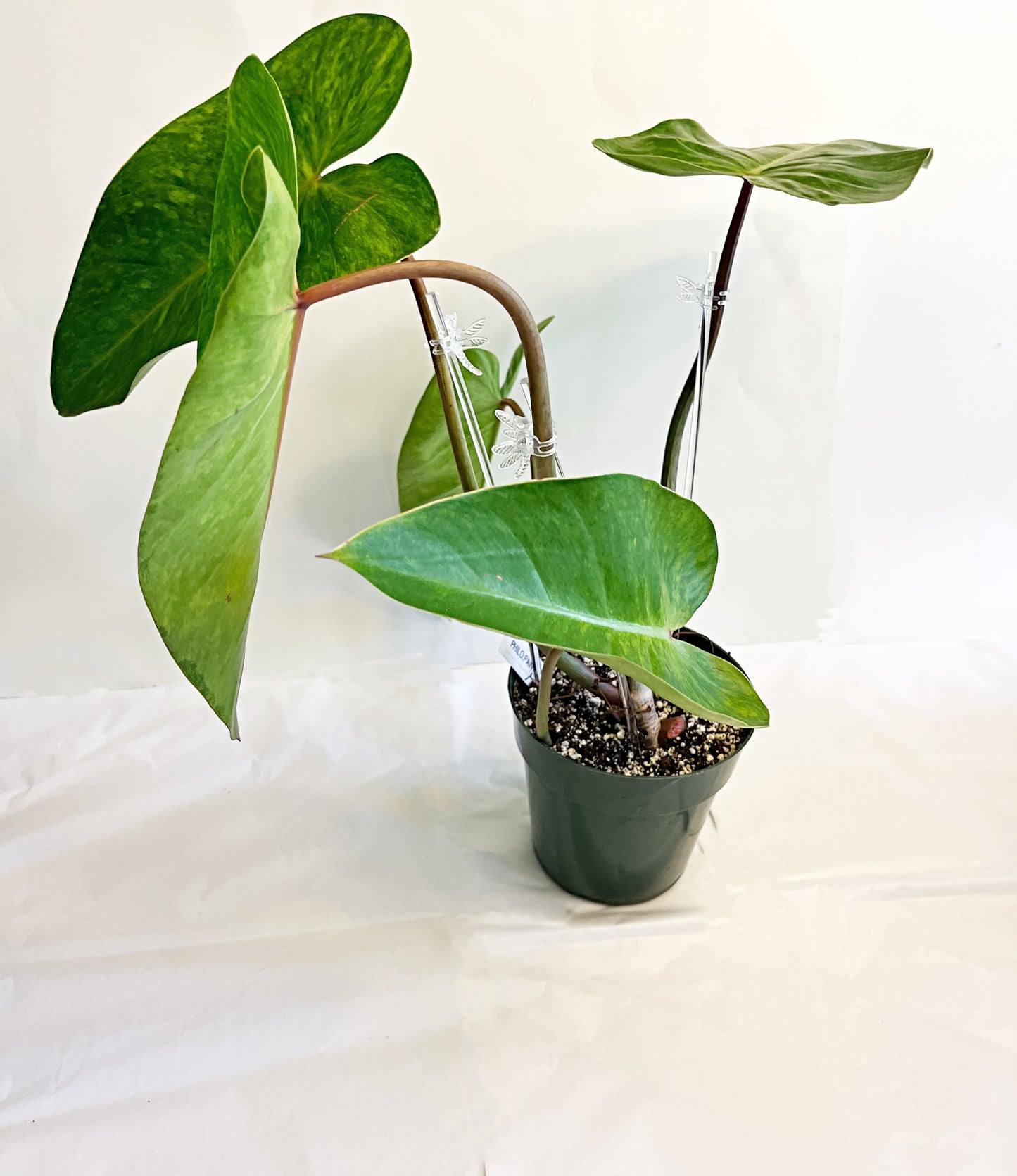 LG. Philodendron Painted Lady | 6” Pot| Exact Plant