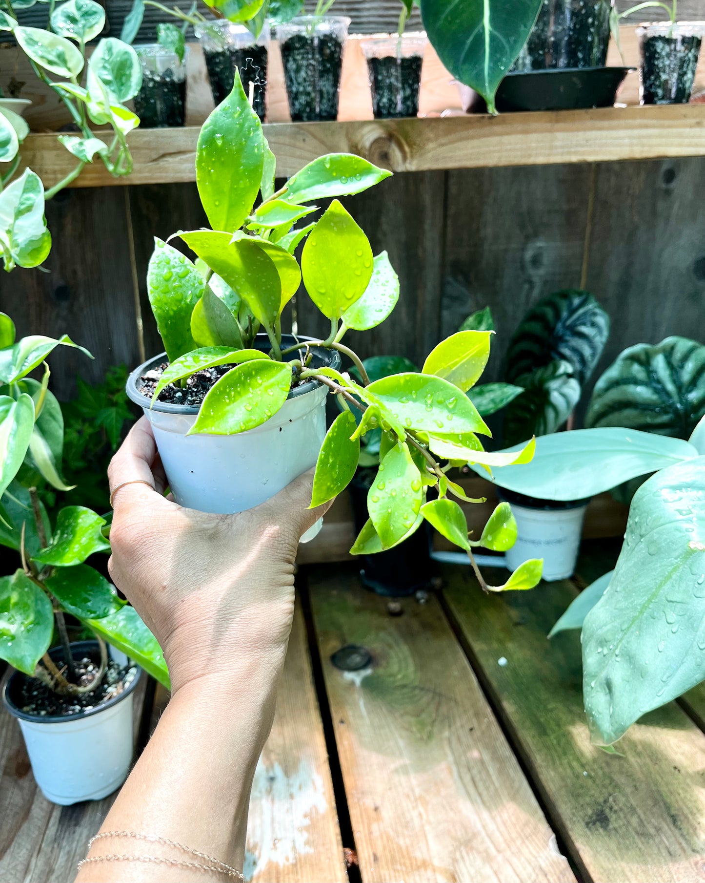 Hoya Sunrise | Exact Plant