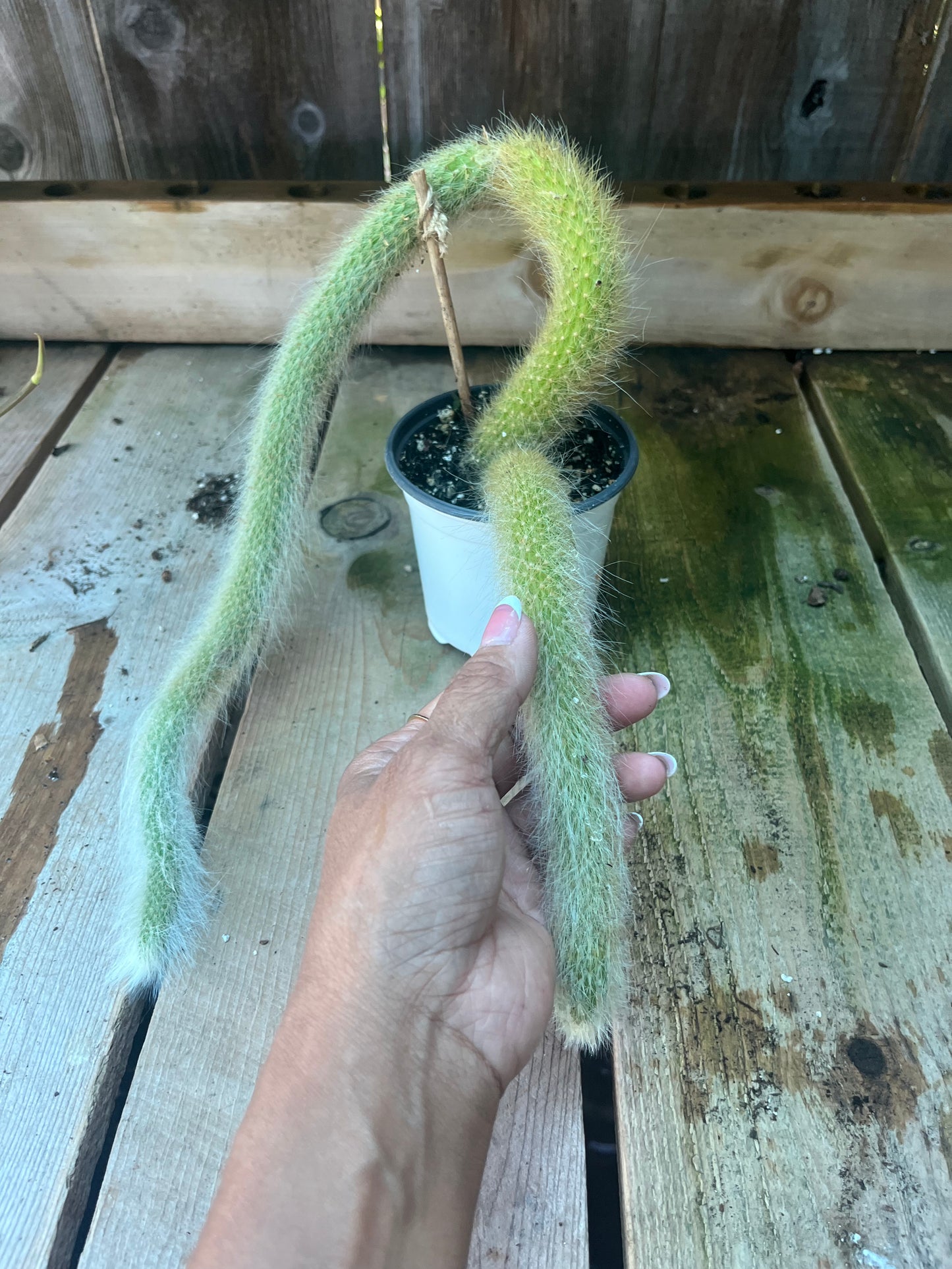 Monkey Tail Cactus | Exact Plant