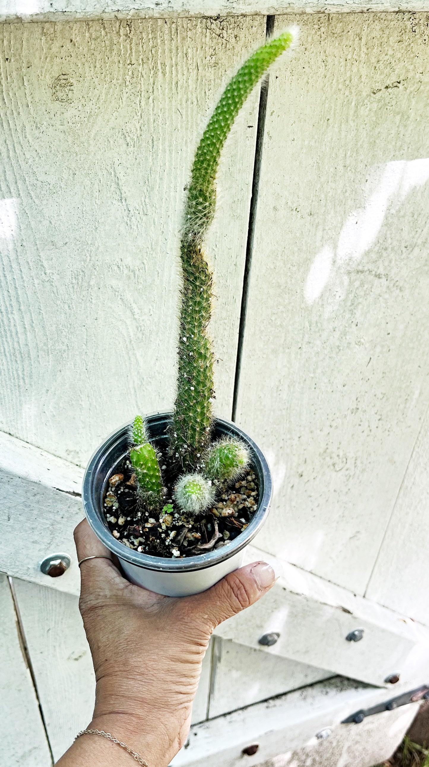 Monkey Tail Cactus | Exact Plant