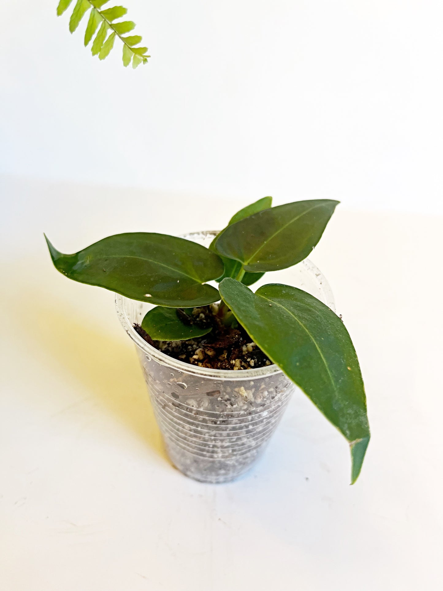 Anthurium Leland X D Forgetii- Starter plant  | Exact Plant**ALL Starter Plants Require A Two Plant Purchase**