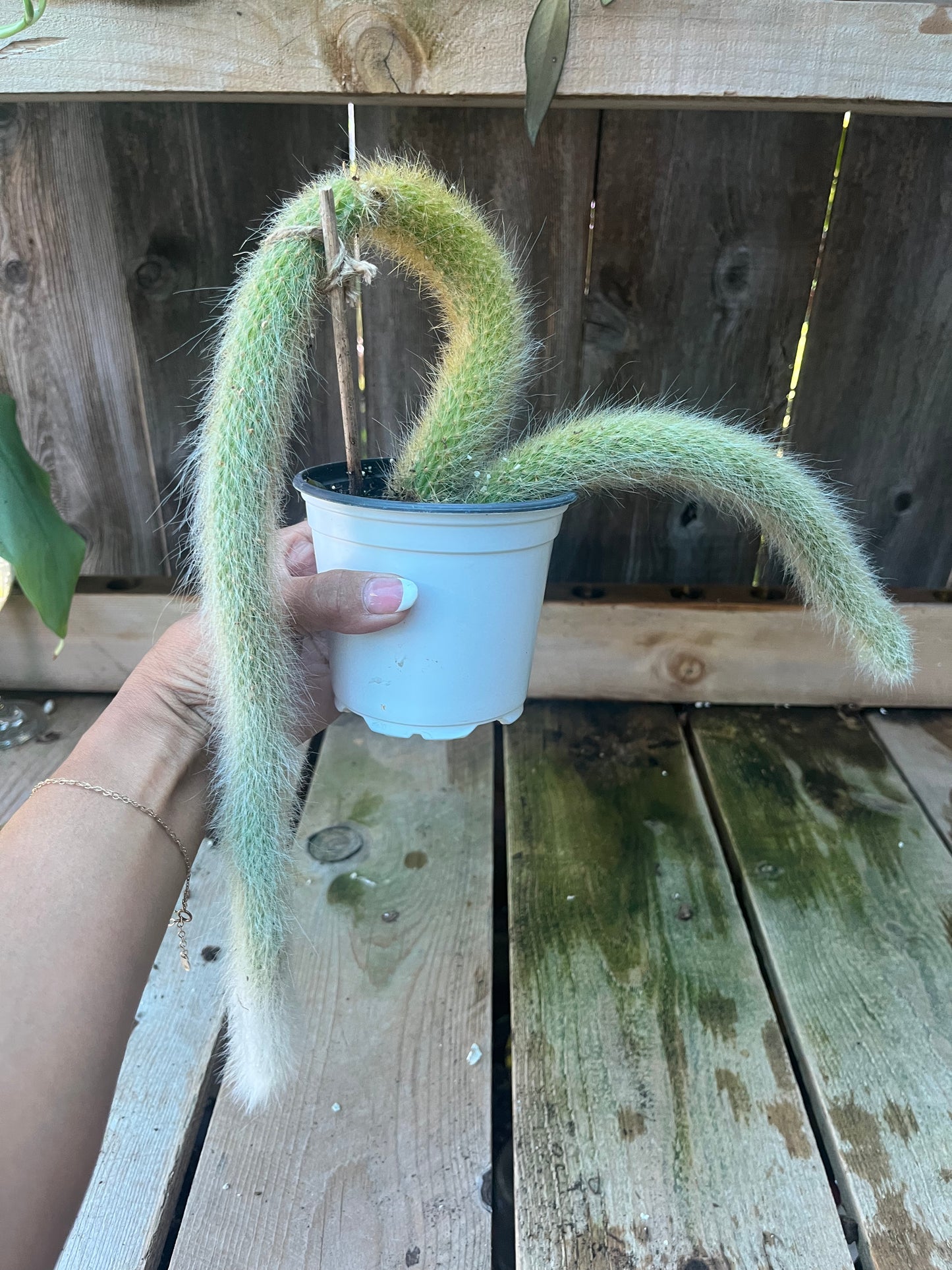 Monkey Tail Cactus | Exact Plant