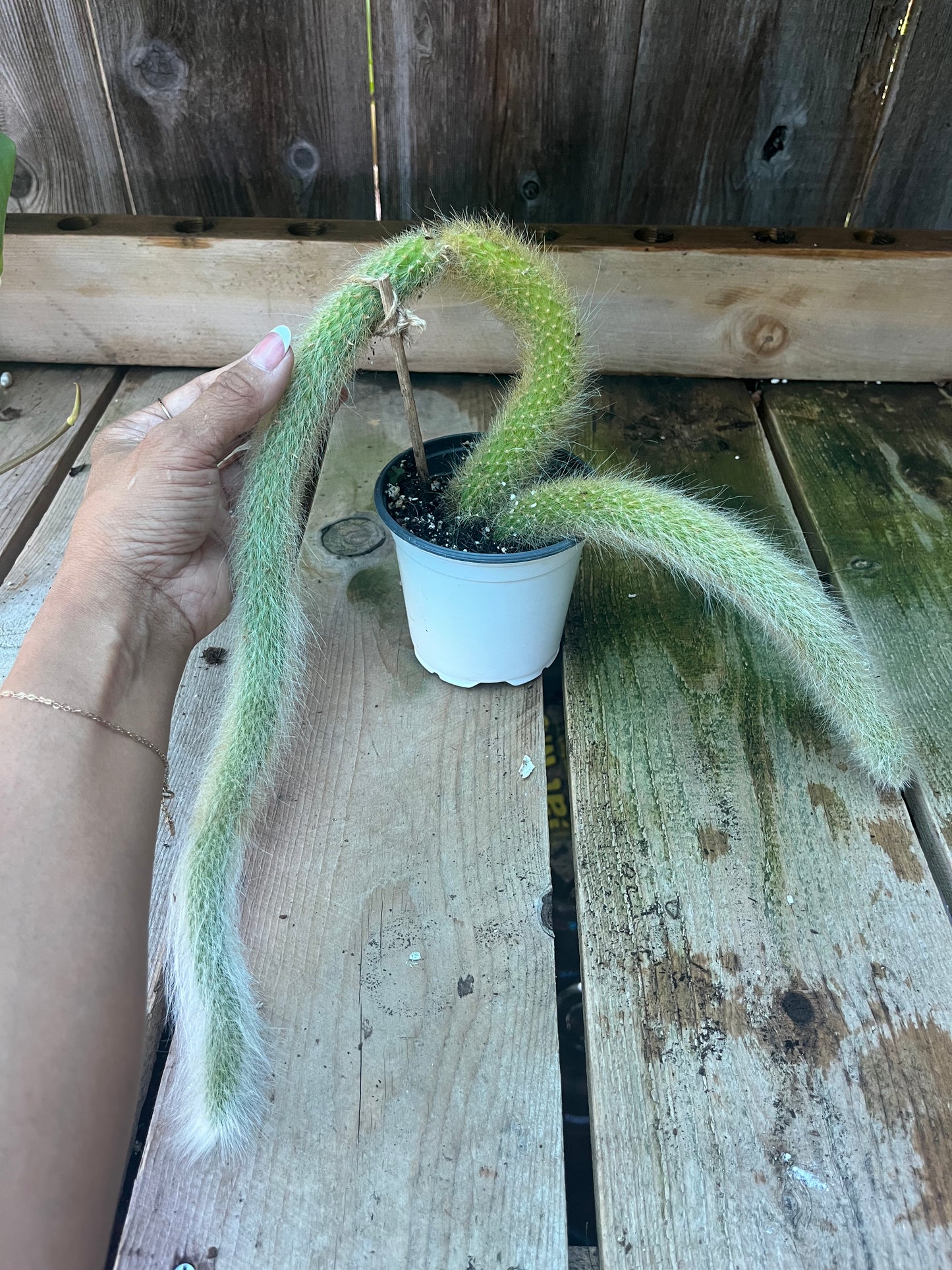 Monkey Tail Cactus | Exact Plant