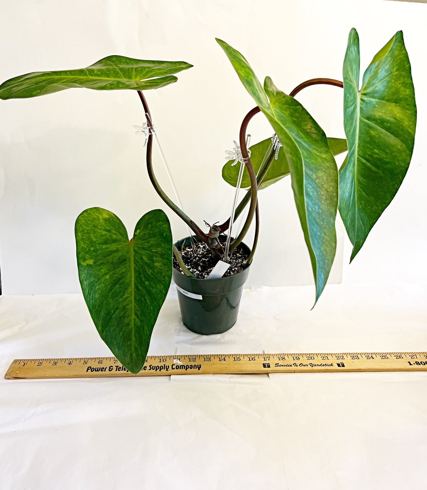 LG. Philodendron Painted Lady | 6” Pot| Exact Plant