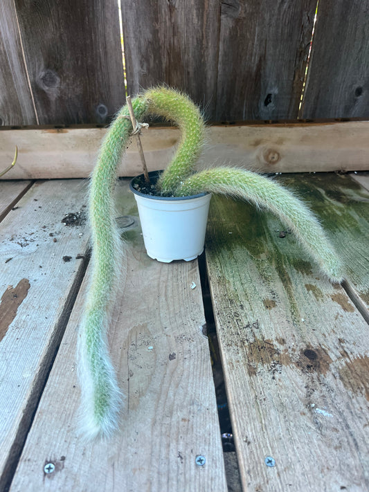 Monkey Tail Cactus | Exact Plant