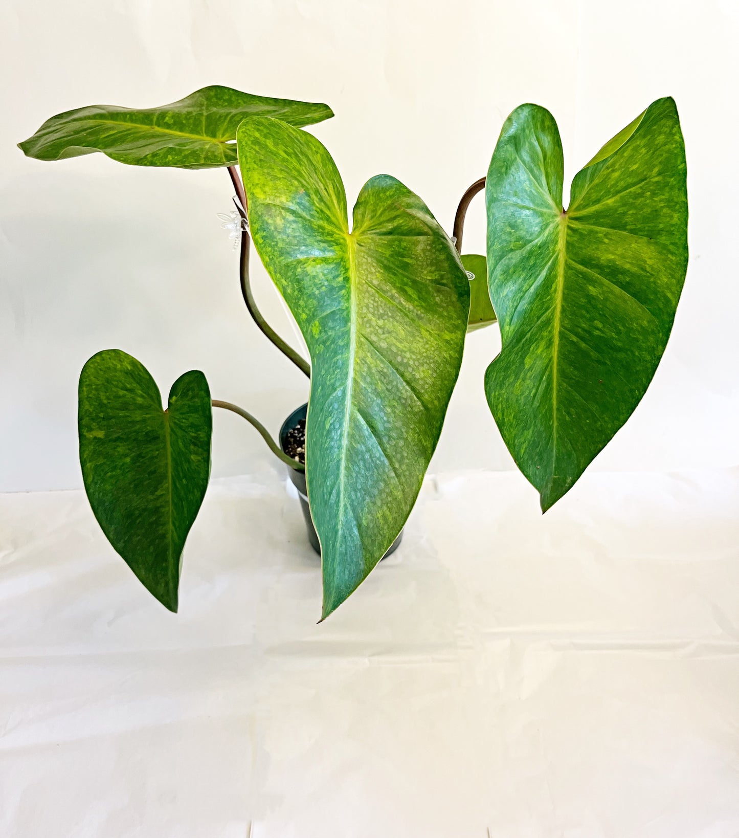 LG. Philodendron Painted Lady | 6” Pot| Exact Plant