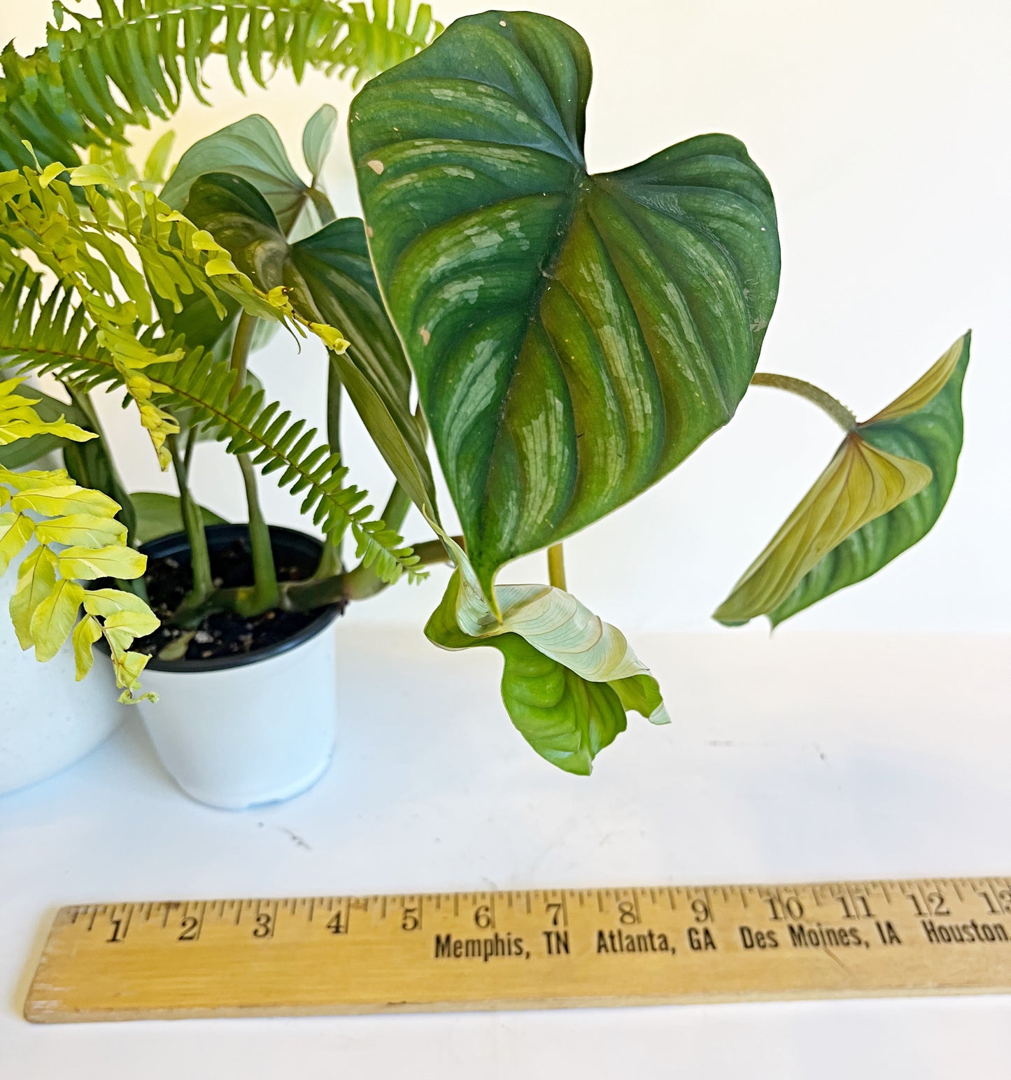 Philodendron Green Dragon | 4” Pot| Exact Plant