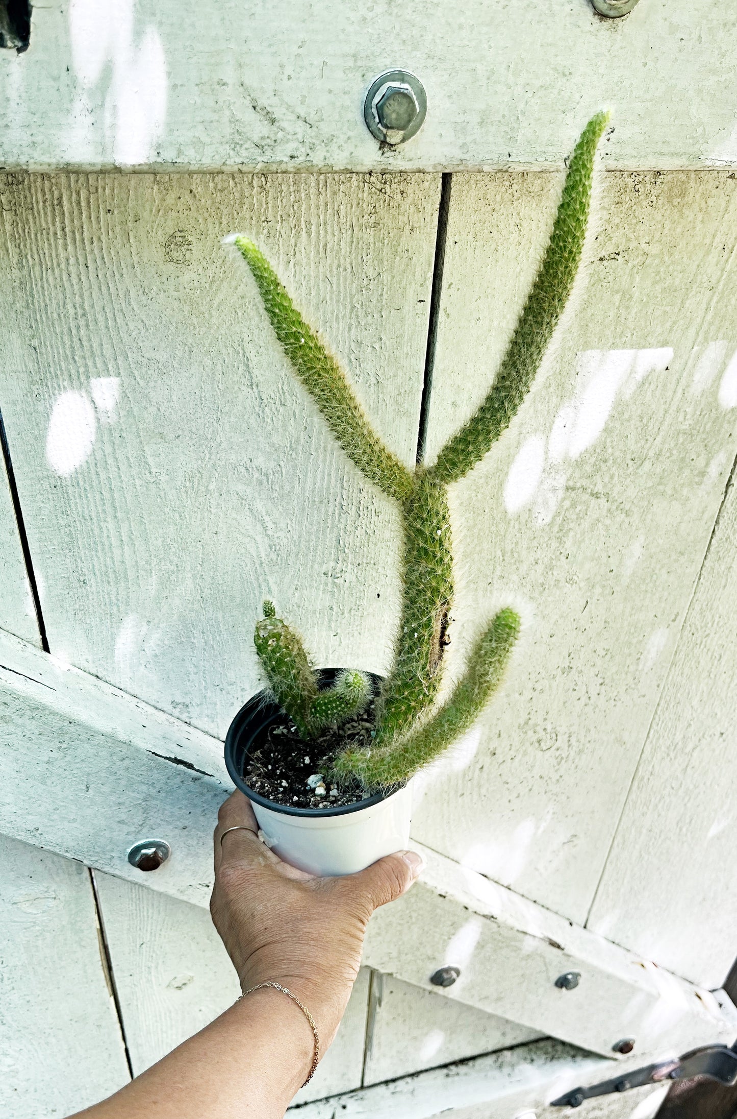 Monkey Tail Cactus | Exact Plant