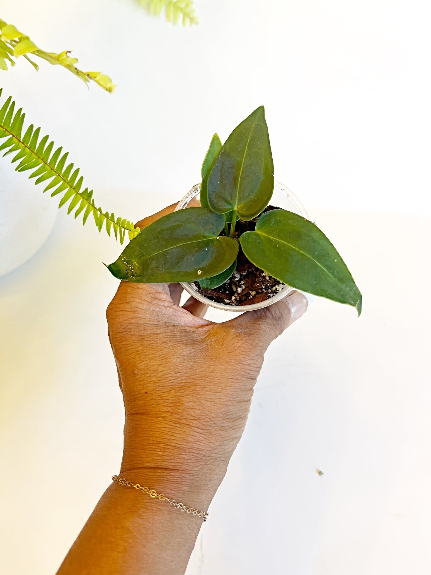 Anthurium Leland X D Forgetii- Starter plant  | Exact Plant**ALL Starter Plants Require A Two Plant Purchase**