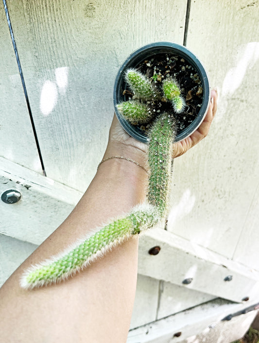 Monkey Tail Cactus | Exact Plant