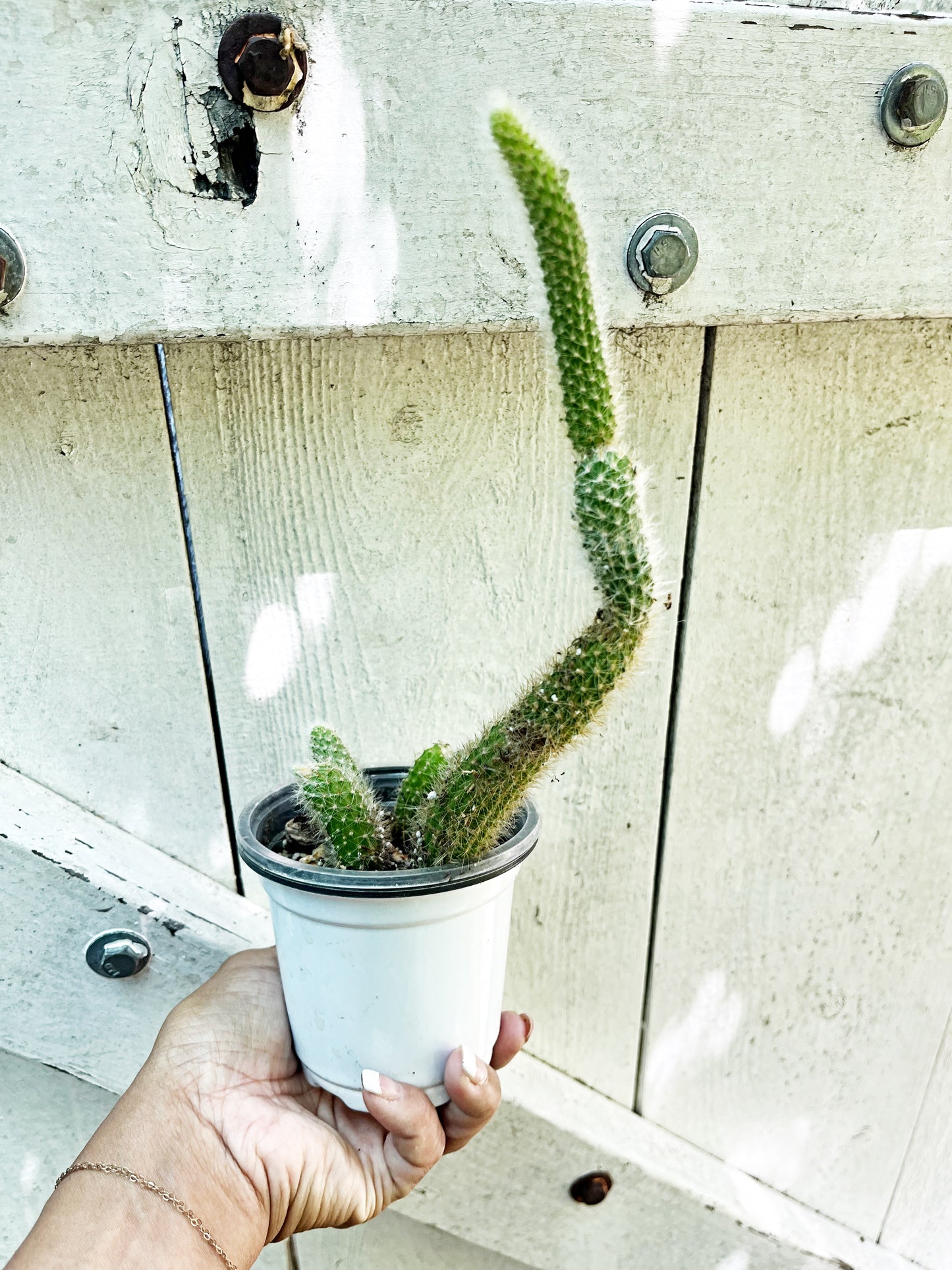 Monkey Tail Cactus | Exact Plant