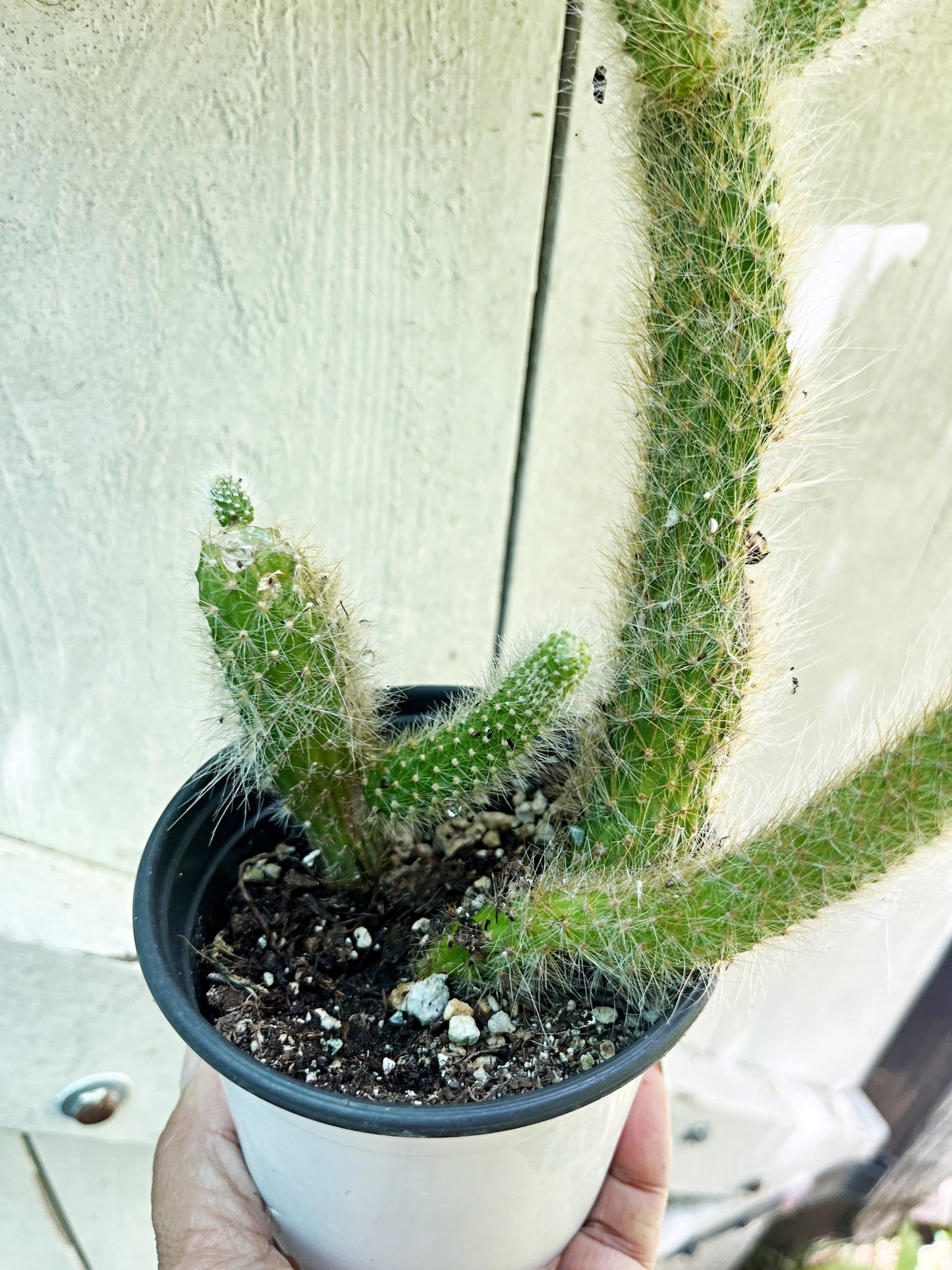 Monkey Tail Cactus | Exact Plant