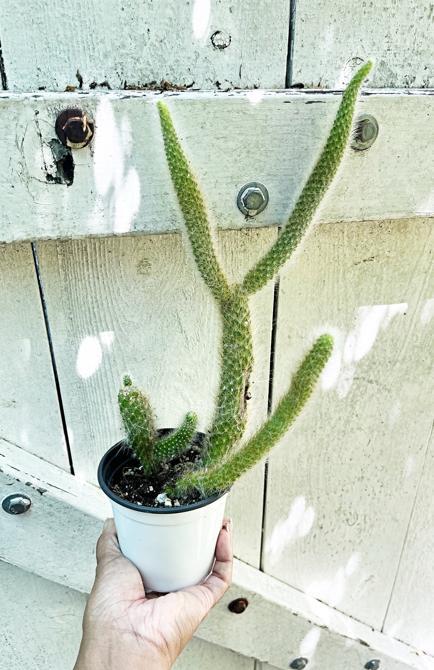 Monkey Tail Cactus | Exact Plant