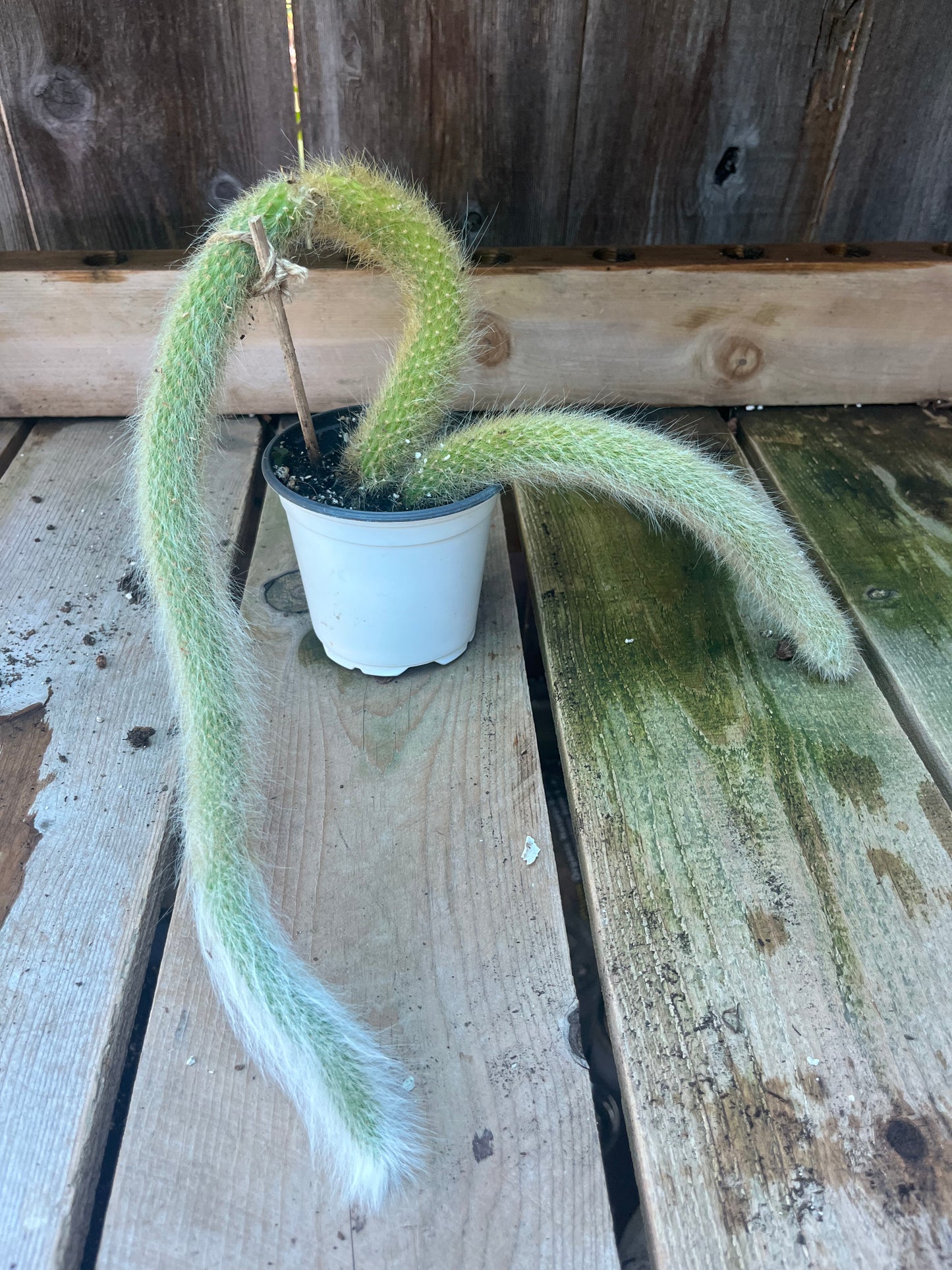 Monkey Tail Cactus | Exact Plant