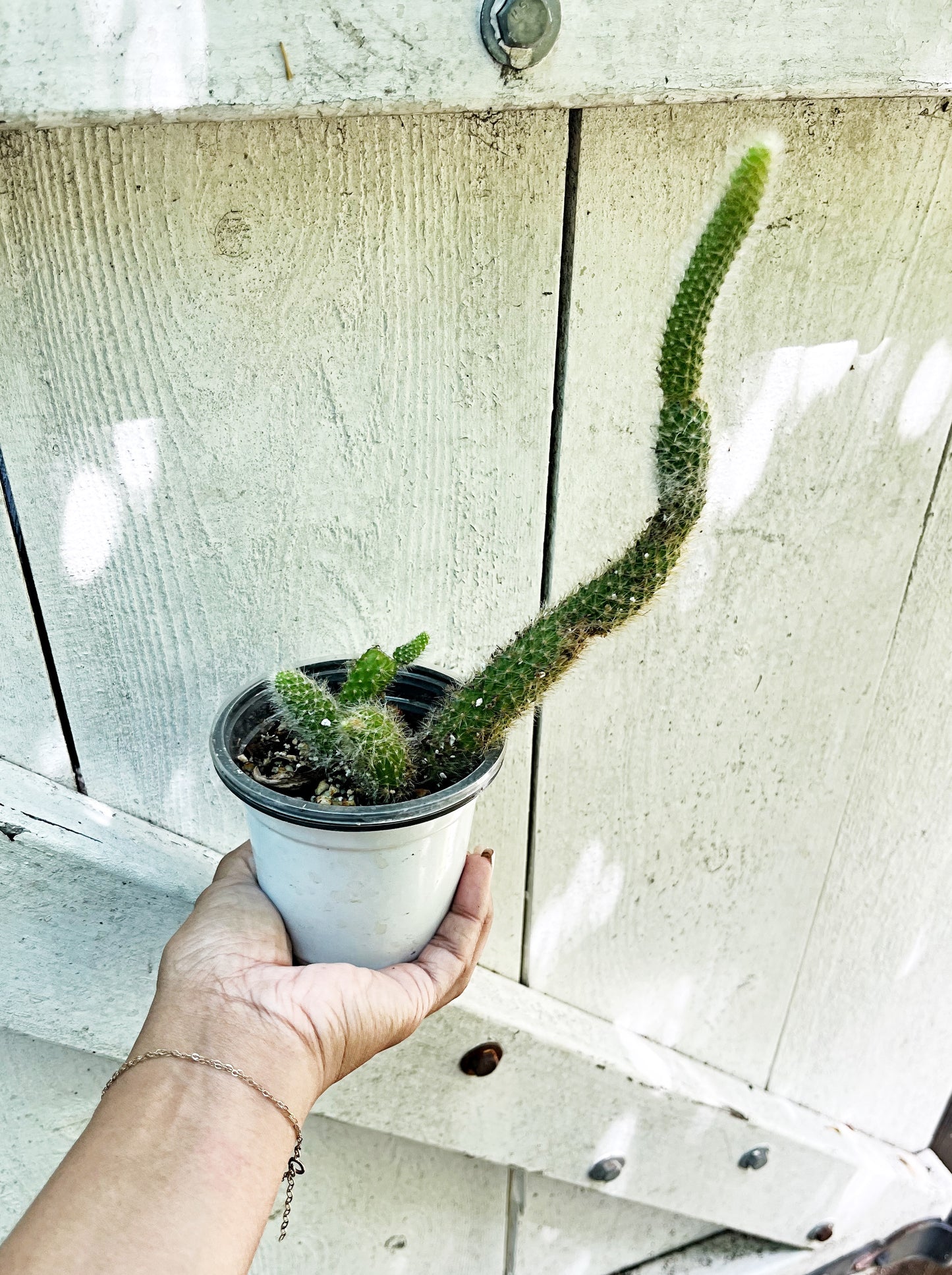 Monkey Tail Cactus | Exact Plant