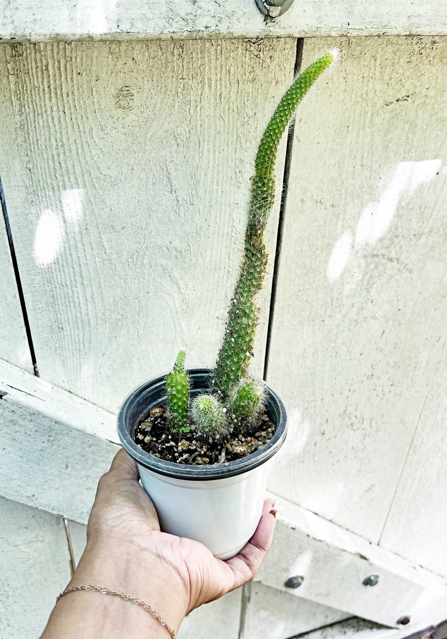 Monkey Tail Cactus | Exact Plant