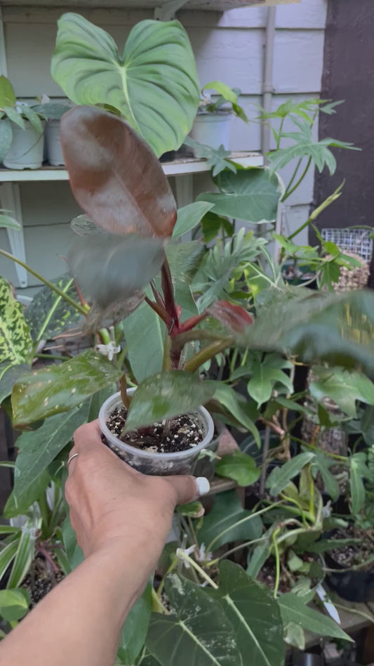 Philodendron Black Cardinal • 4” pot