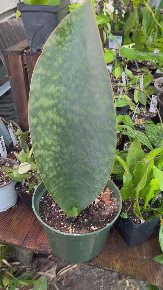 Whale Fin Sansevieria Plant -XL