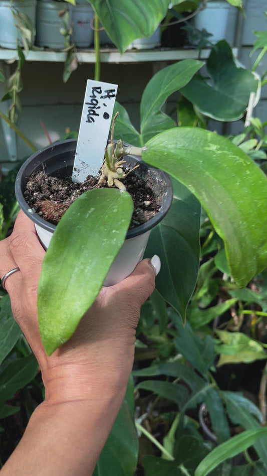 Hoya Rigida - 4” pot