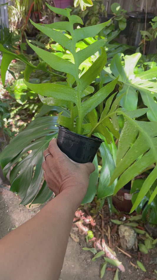 Fern Leaf Cactus - 4” pot