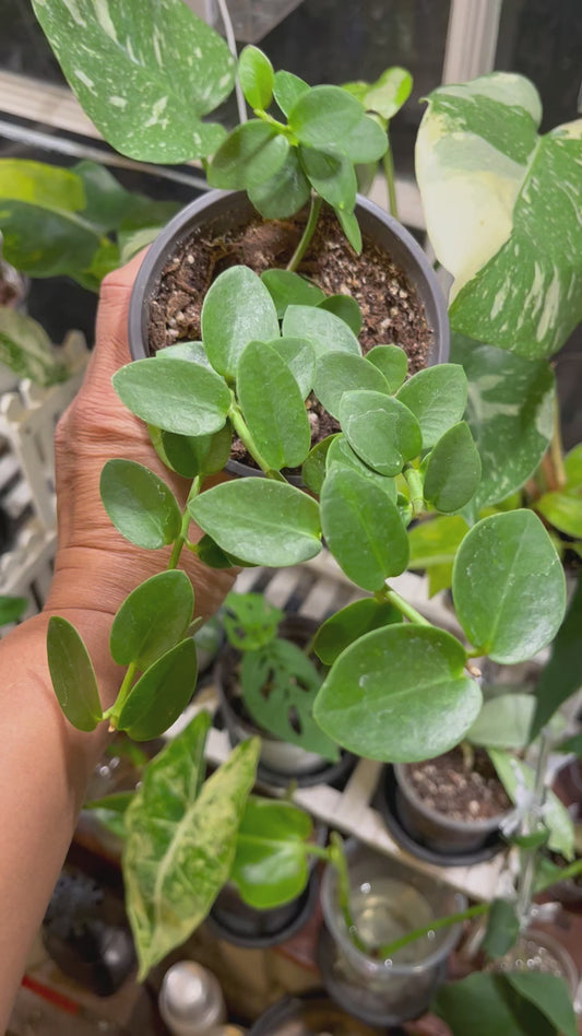 Hoya Cumingiana  • 4” pot