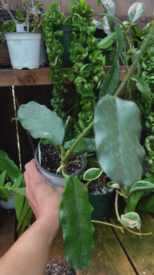 Hoya  Globulosa - 4” pot