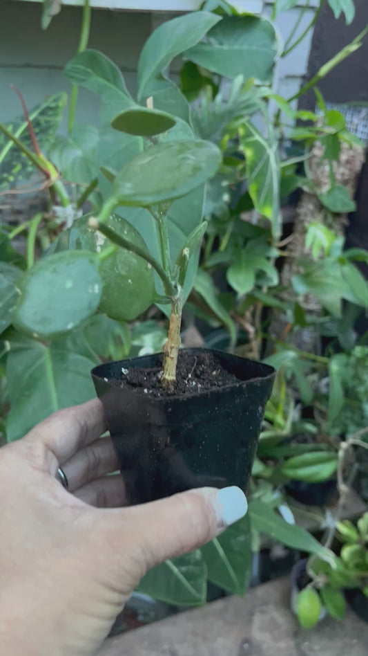 String of Coins Succulent- 3” pot