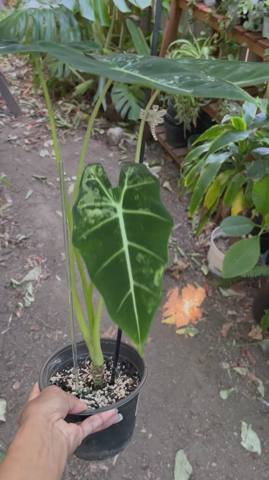 **Alocasia Frydek Variegated | 6” pot | Exact Plant