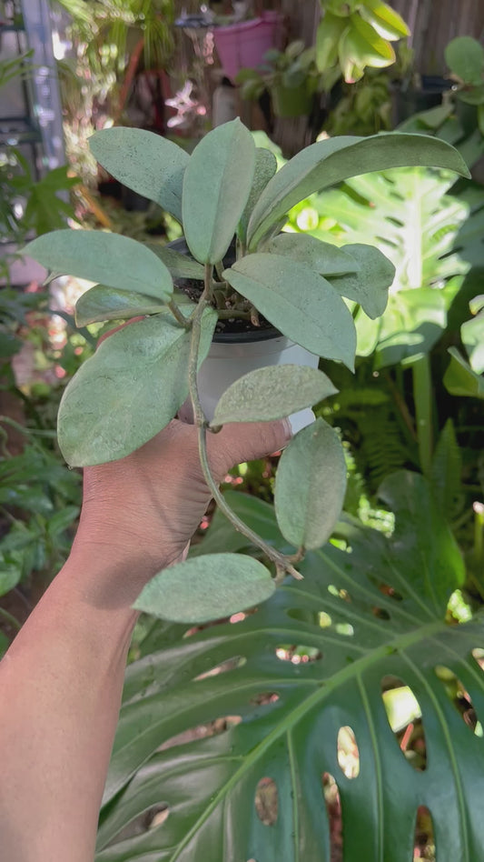 Hoya Nova Ghost | Well Rooted