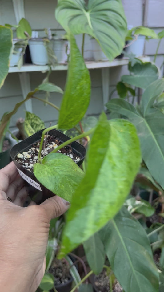 Epipremnum Pinnatum Mint • 4” pot