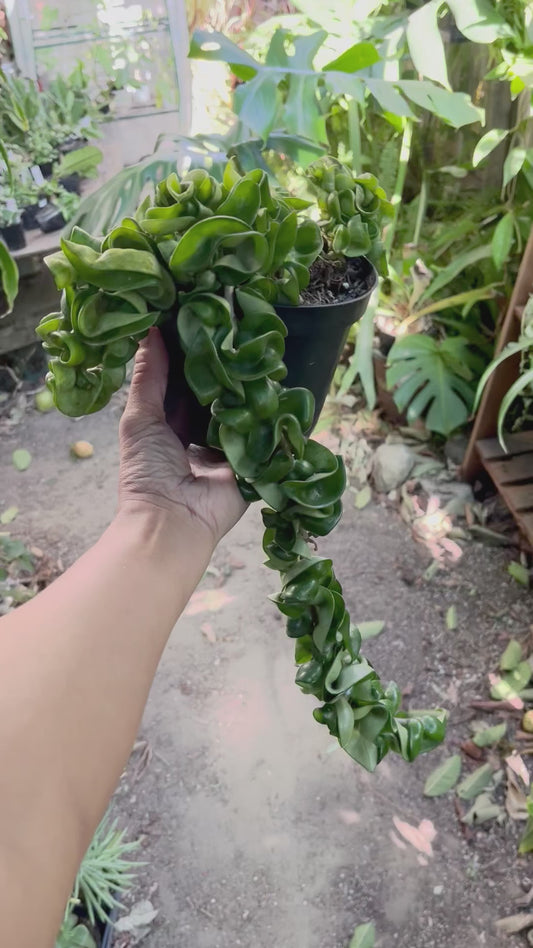 Hindu Rope Hoya - 4” pot