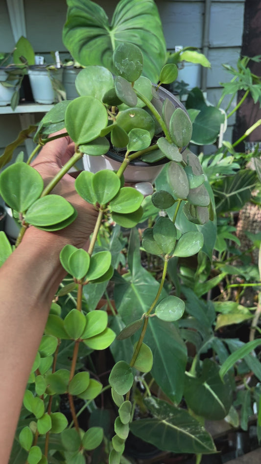 Peperomia Hope Plant- 4” pot