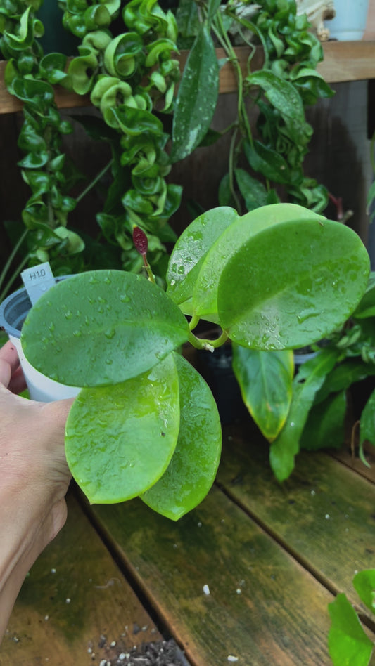 Hoya Pachylada -4” pot