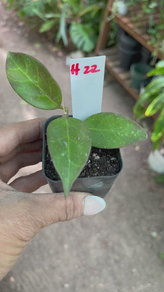 H19 - Hoya • starter plant