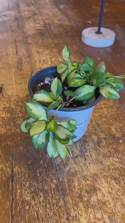 Hoya Heuschkeliana Variegata | Exact Well Rooted Plant