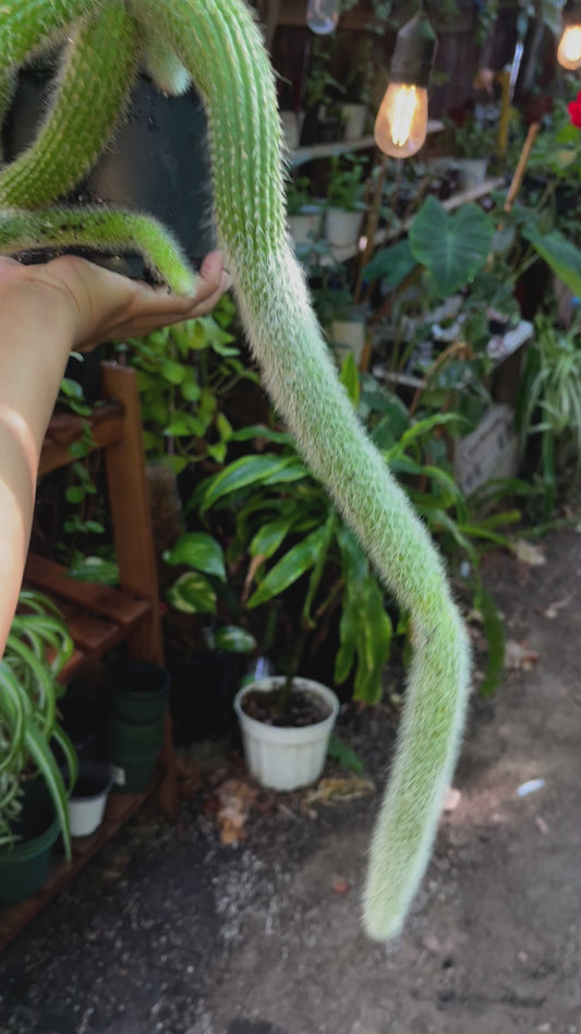 Monkey Tail Cactus - 8” pot