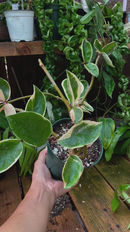 Hoya Krimson Queen - 4” pot