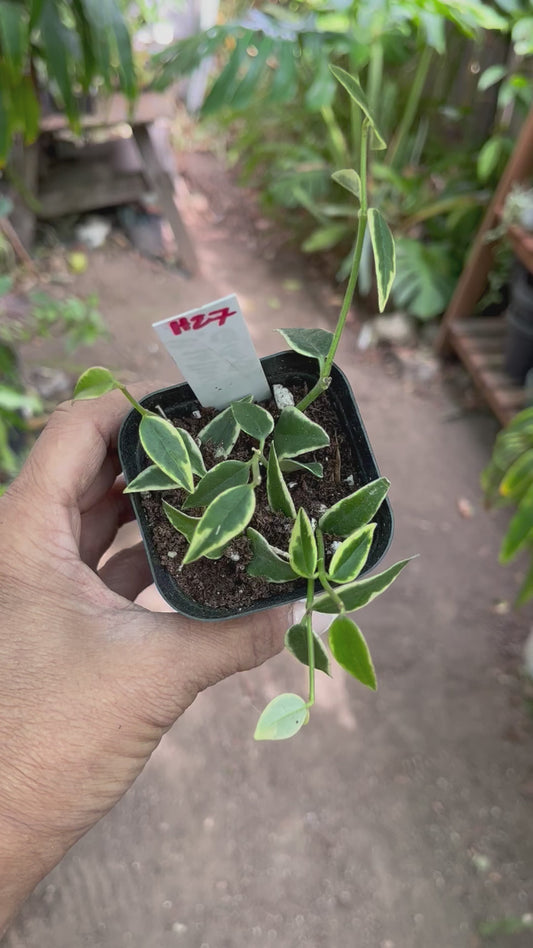 H27 - Hoya Bella Variegated • starter plant