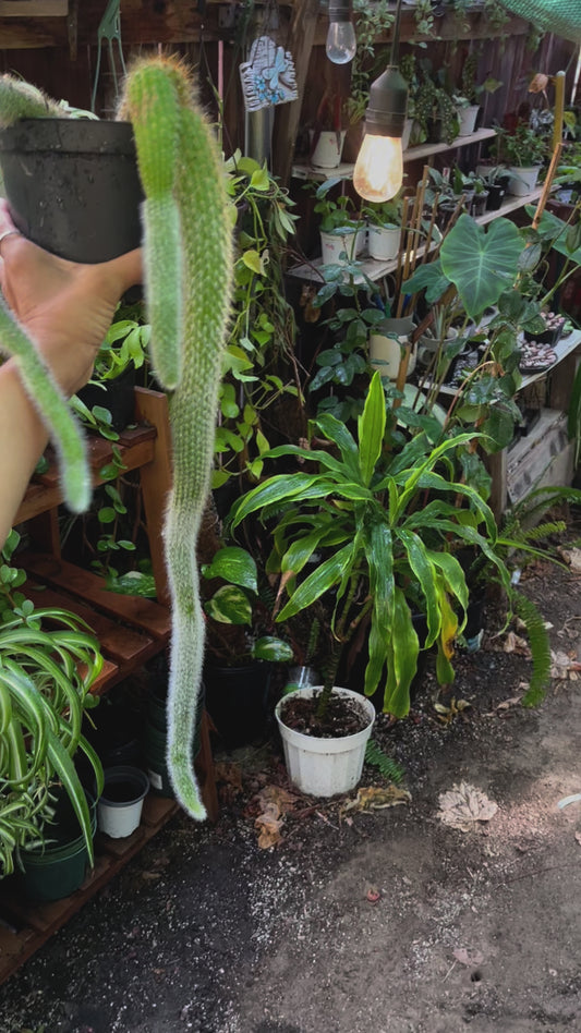 Monkey Tail Cactus - 8” pot