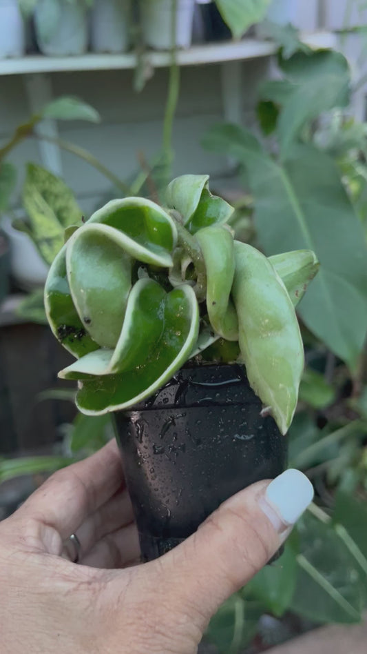 Variegated Hindu Rope Hoya- 4” pot