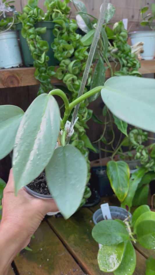 Philodendron Silver Sword - 4” pot