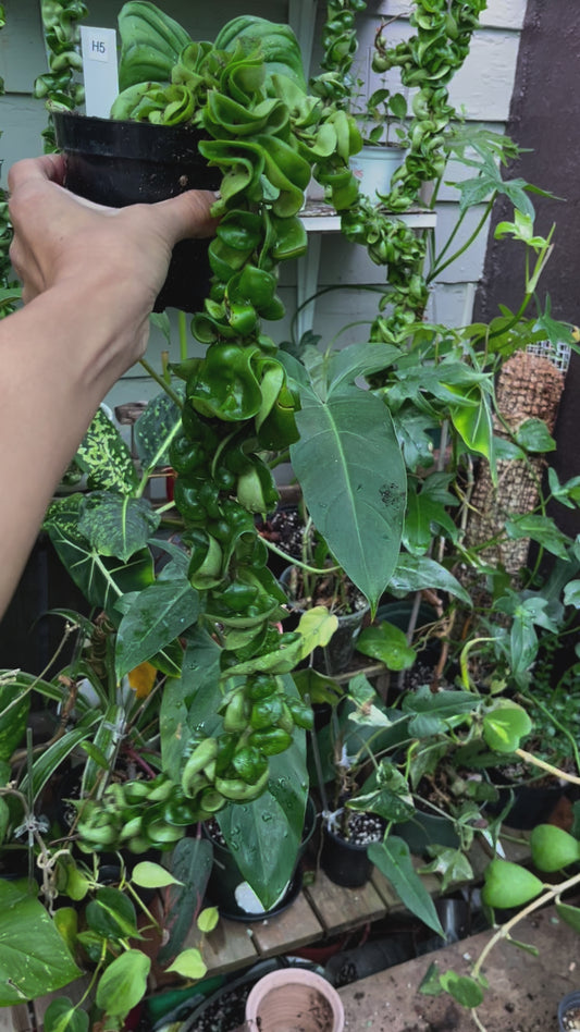 Hindu Rope Hoya - 4” pot