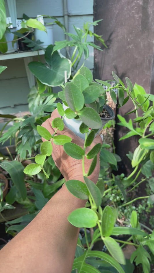 Hoya Cumingiana- 4” pot