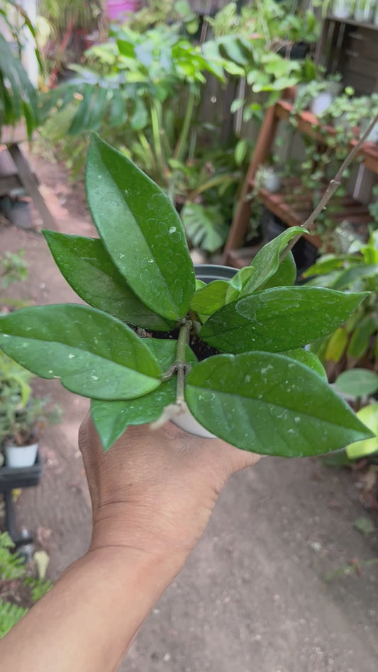 Hoya Carnosa • 4” pot